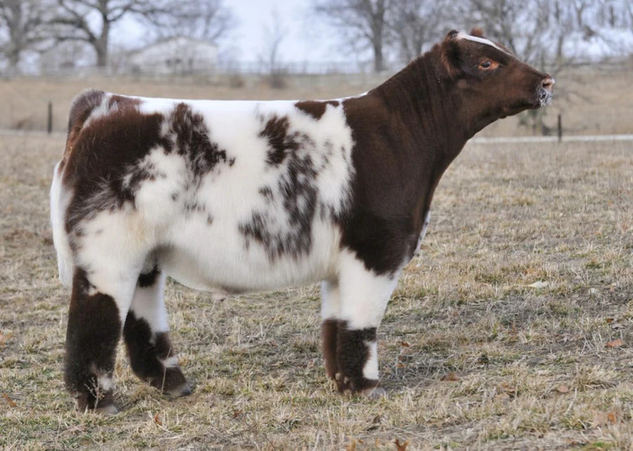 Fair Red, White, & Roan Bull Semen * Genesource