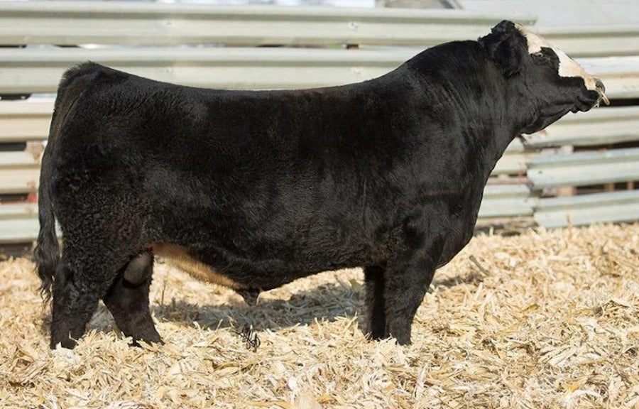 FELT Perseverance 302F Bull Semen * Genesource