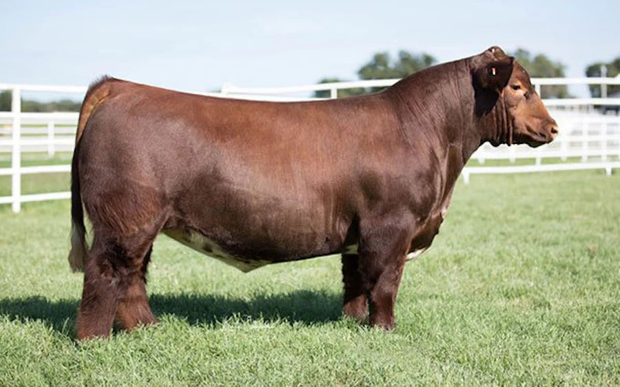 Fire Away Bull Semen * Genesource