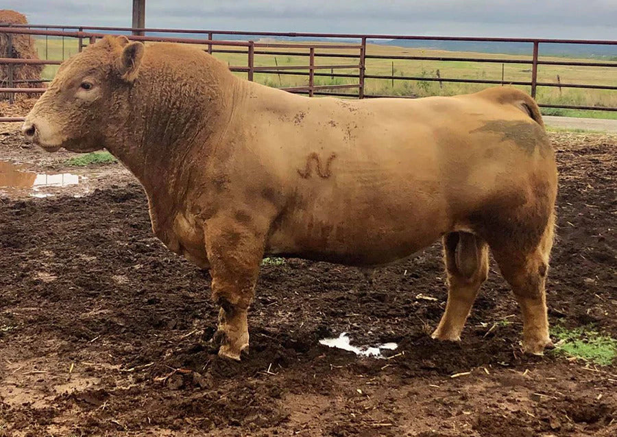 Flatliner Bull Semen * Genesource