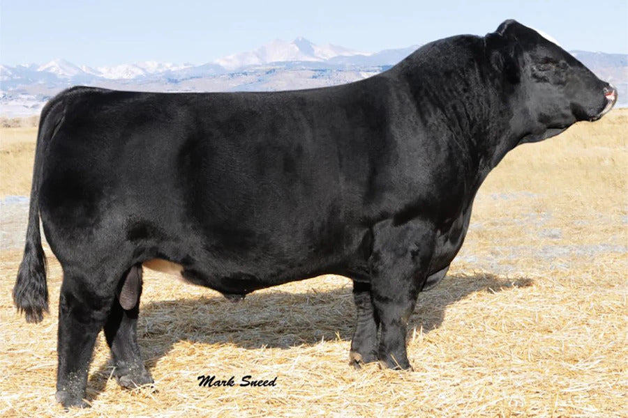 Flying B Cut Above Bull Semen * Genesource