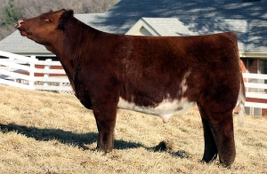 Free 4 All Bull Semen * Genesource