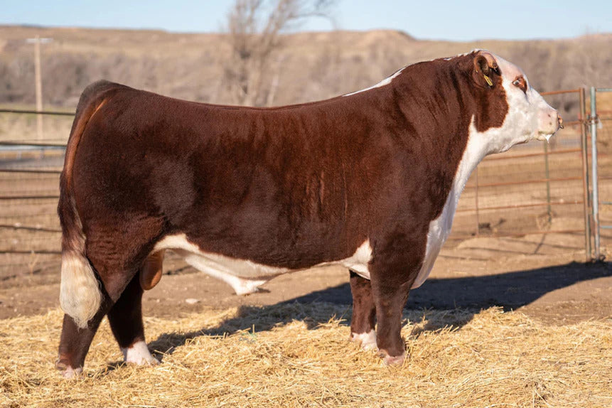 B&C El Sensation 1207J Bull Semen * Genesource