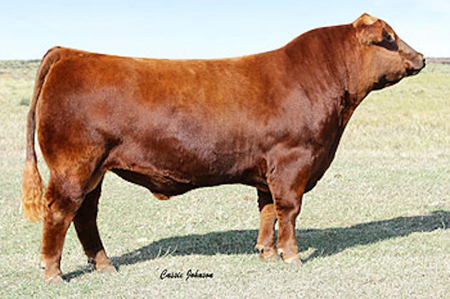 SLGN Yosemite 1143Y Bull Semen * Genesource