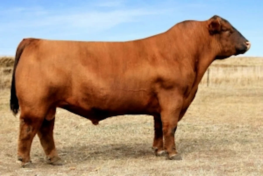 SLGN X Files 006X Bull Semen * Genesource