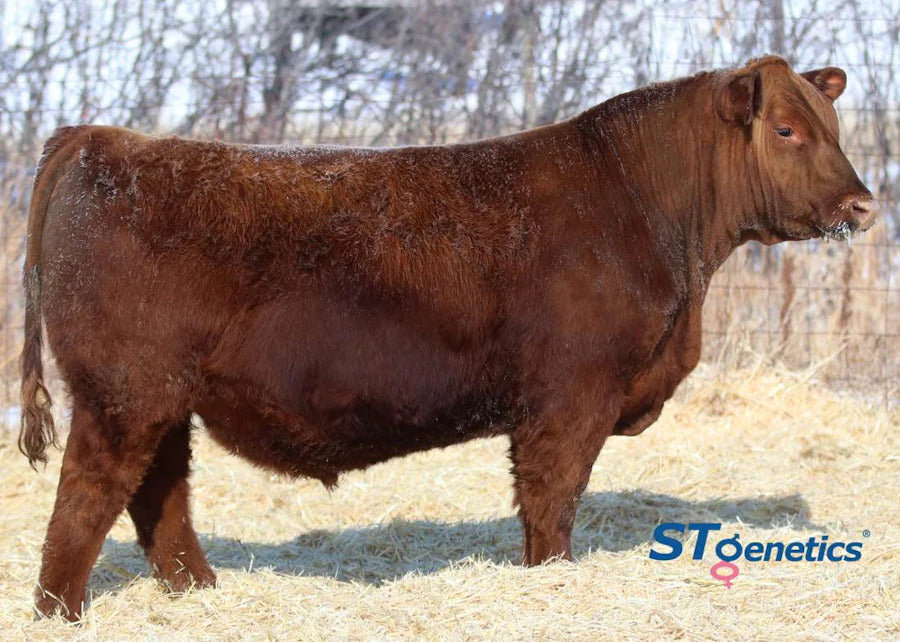 Six Mile Private Stock 32H Bull Semen * Genesource