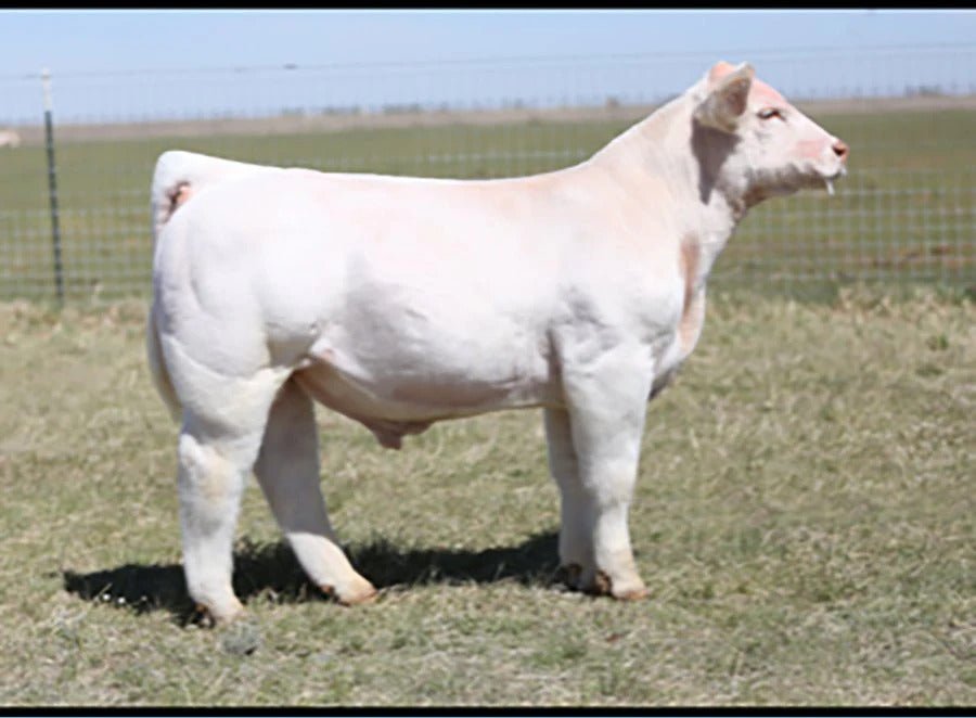 ZKCC Boss Hoss
