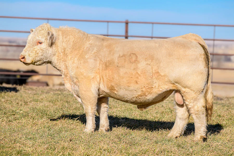 White Queso