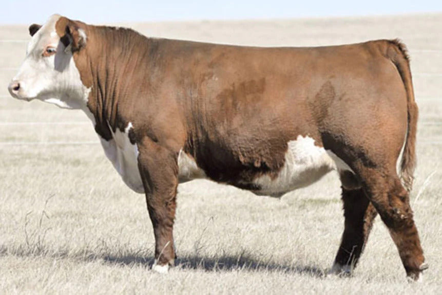 BAR JZ Sleep On 738C Bull Semen * Genesource