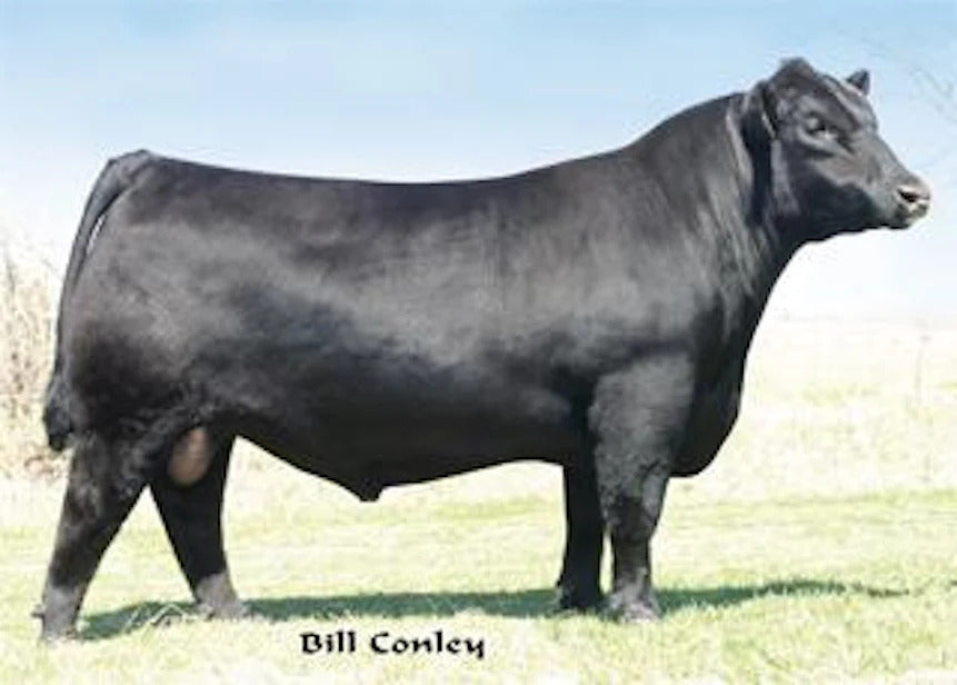 BC Lookout Bull Semen * Genesource