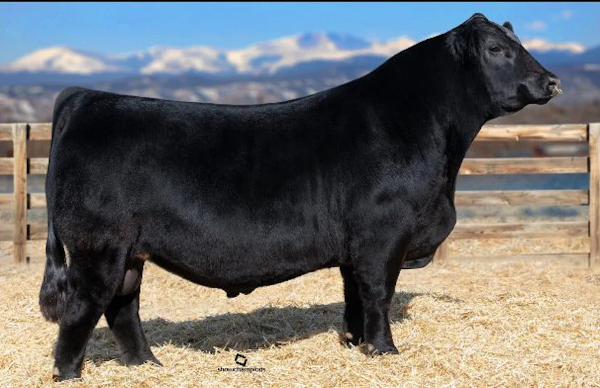 Berl Reckoning 711F Bull Semen * Genesource