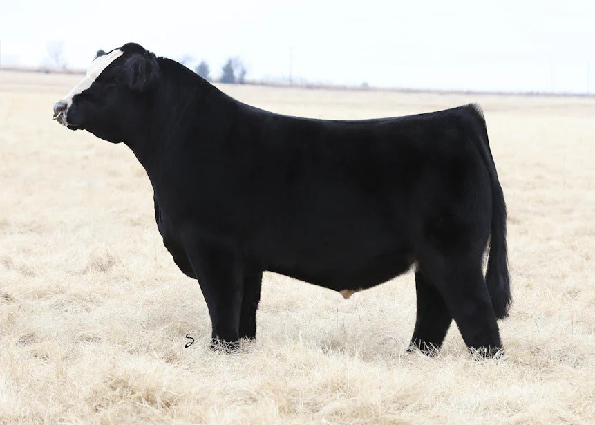 BERL Regulator E817 Bull Semen * Genesource