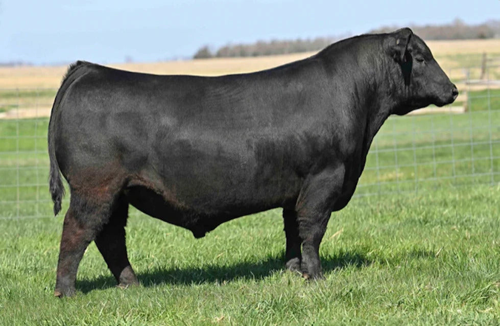 Blacktop Bipartisan 0839 Bull Semen * Genesource