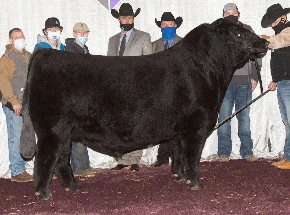 BNWZ Dignity Bull Semen * Genesource