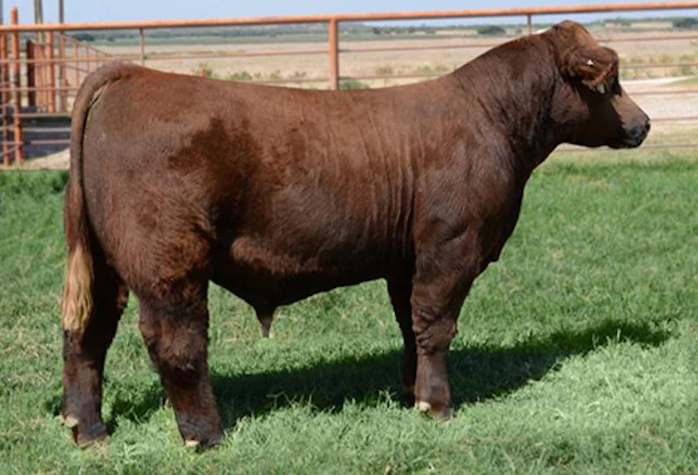 Born Free Bull Semen * Genesource