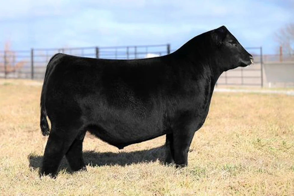 BOY Noble 300L Bull Semen * Genesource