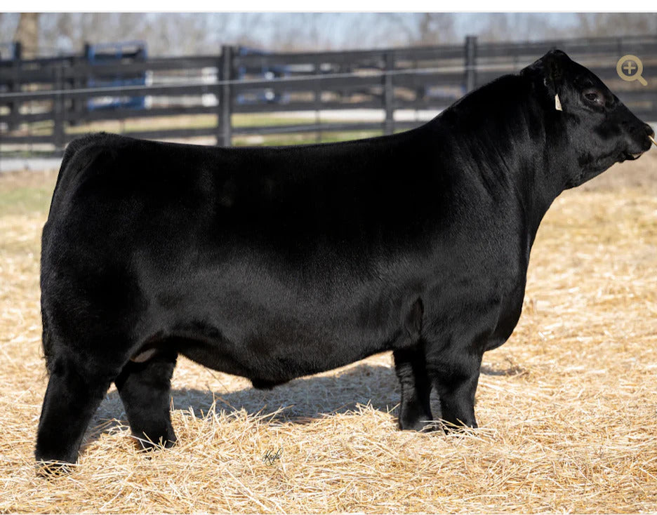 BOYD Bell Ringer 2010 Bull Semen * Genesource