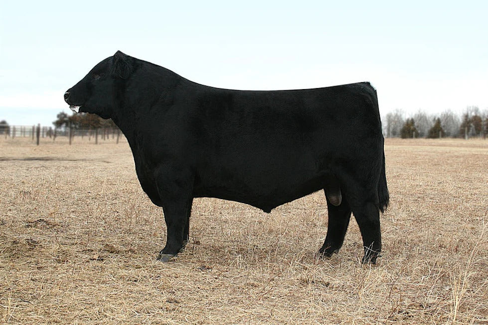 BSF Opportunist Z5 Bull Semen * Genesource