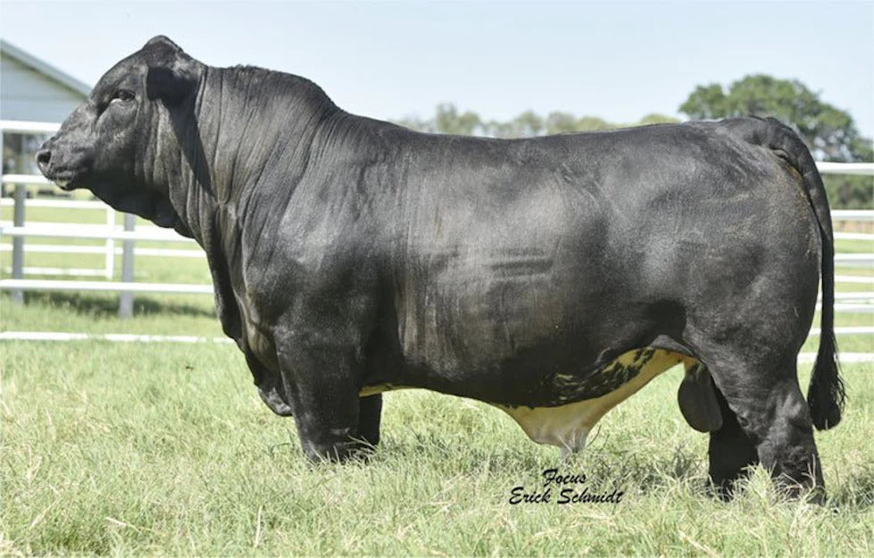 Buford Bull Semen * Genesource