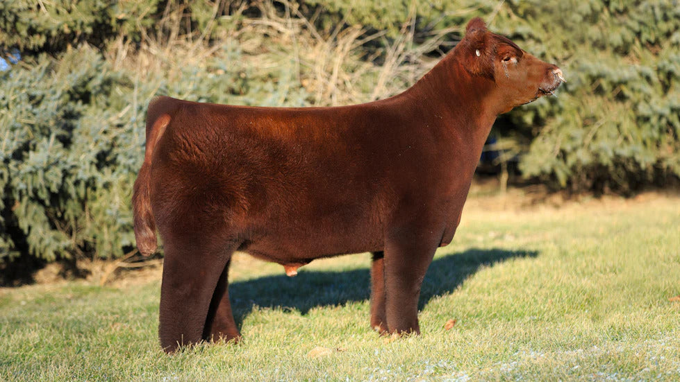 Burning Man Bull Semen * Genesource