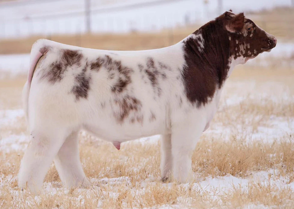 Burst Your Bubble Bull Semen * Genesource