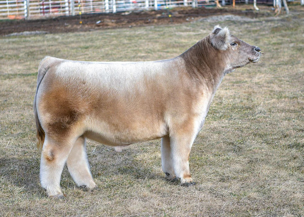 Buttermilk Biscuits Bull Semen * Genesource