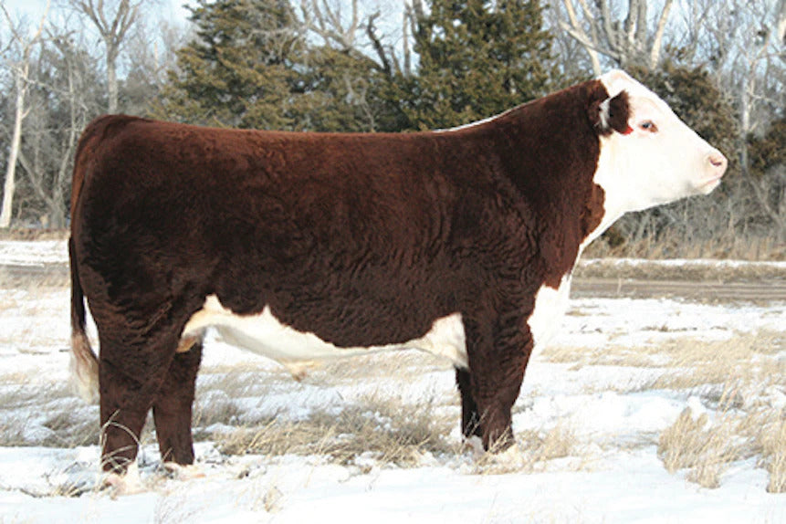 AH JDH Cracker Jack 26U ET Bull Semen * Genesource