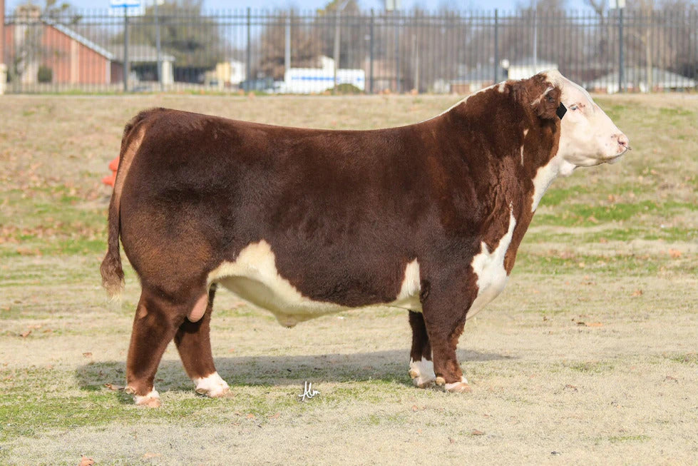 CCJ Silveiras Paramour 321J