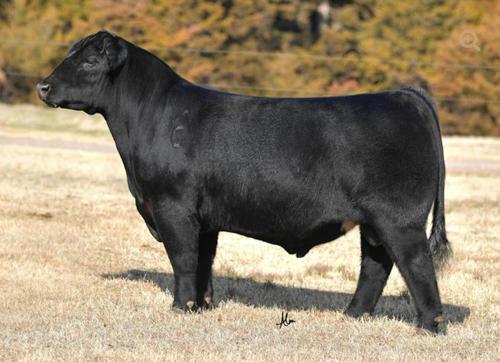 CCMM Full Tilt 803F Bull Semen * Genesource