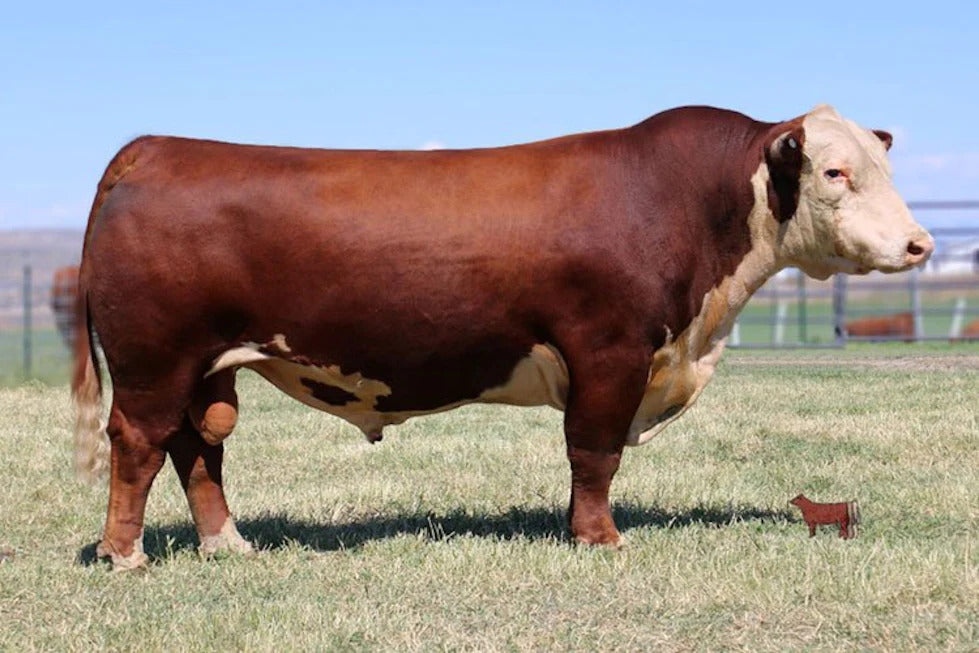 Churchill Stud 3134A