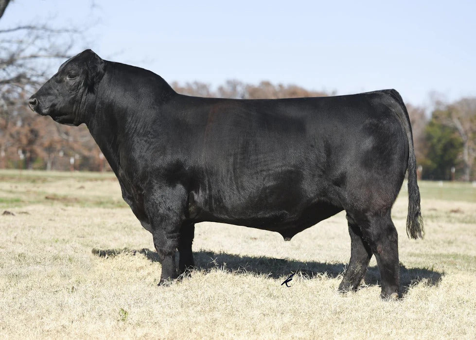Circle M Tejas Bull Semen * Genesource