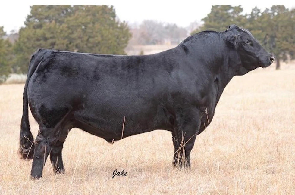 CMFM Crossroads 224C Bull Semen * Genesource