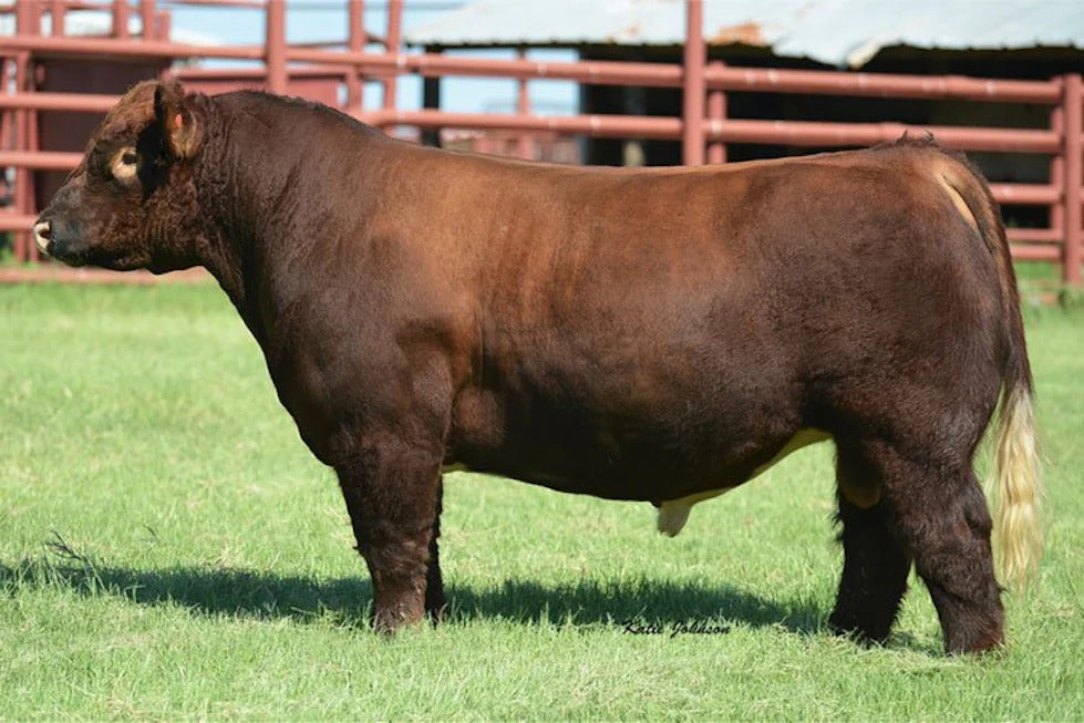 Code Red Bull Semen * Genesource