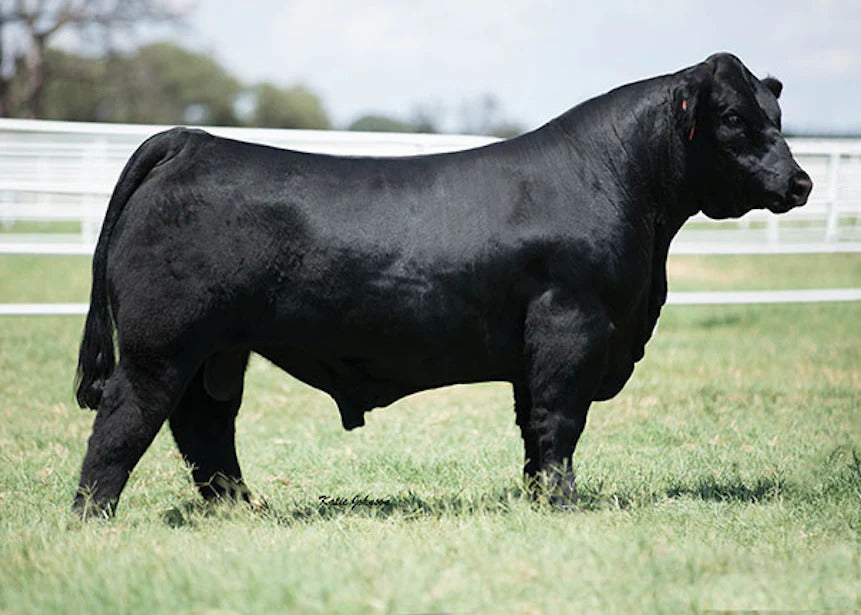 American Beast Bull Semen * Genesource