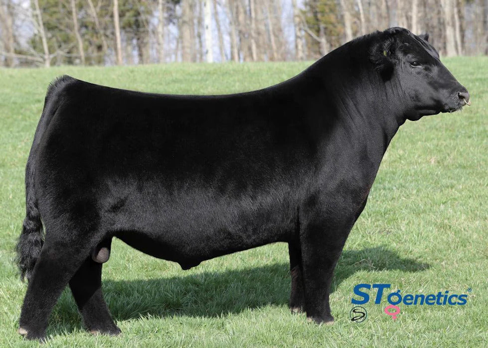 Conley Diekmann Prowess Bull Semen * Genesource