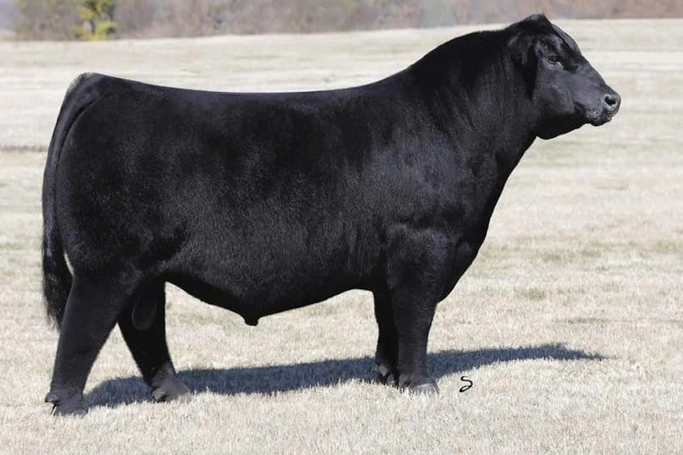Conley Express 7211 Bull Semen * Genesource