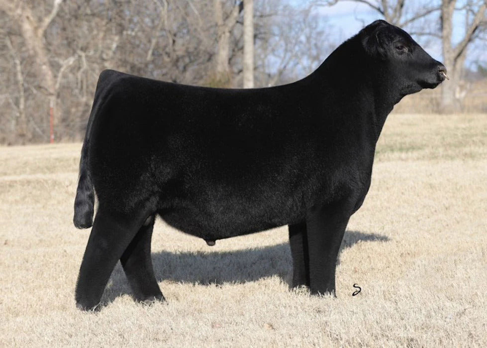 Conley No Limit Bull Semen * Genesource