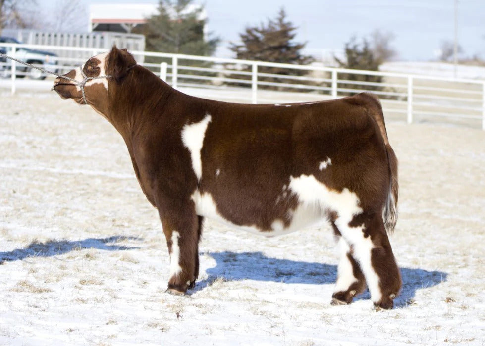 Crazy Colored Bull Semen * Genesource