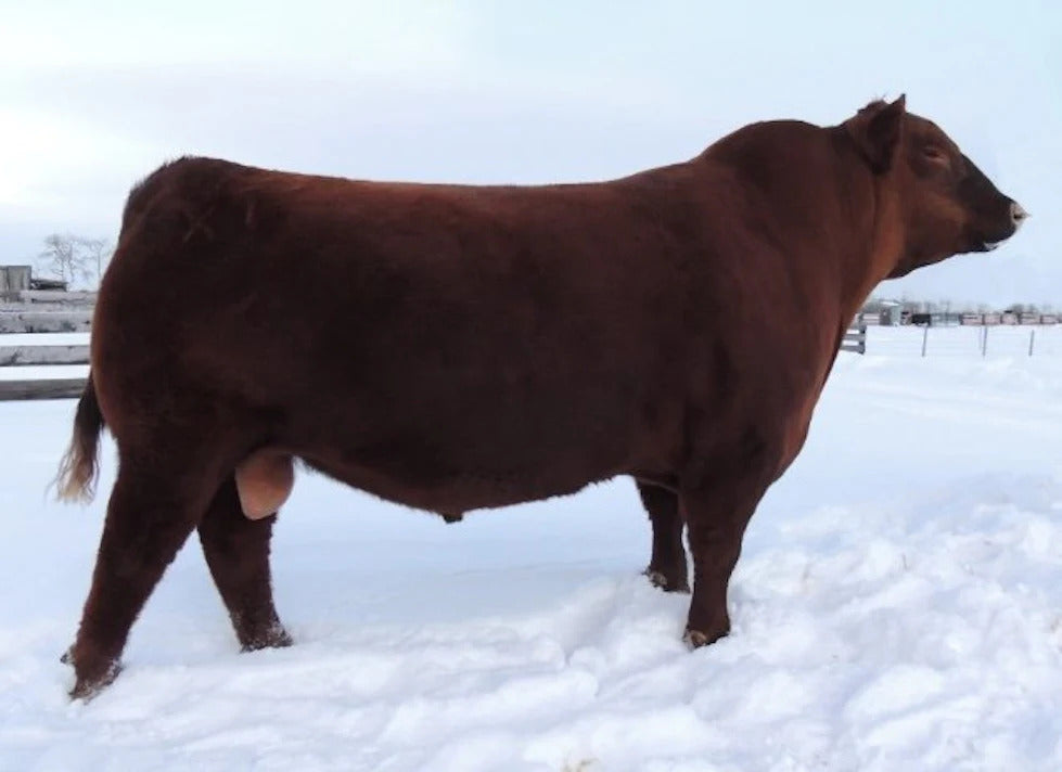 CRSL Goldmaster X74 Bull Semen * Genesource