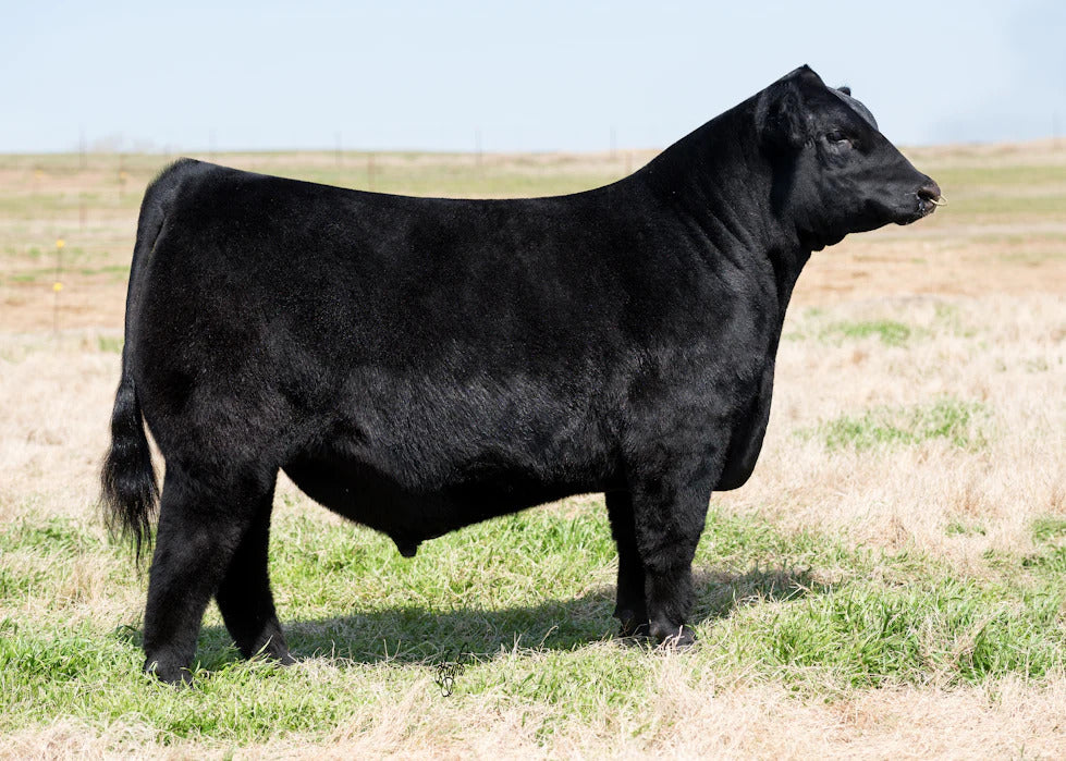 DAJS AH  Cool Cat 530 Bull Semen * Genesource