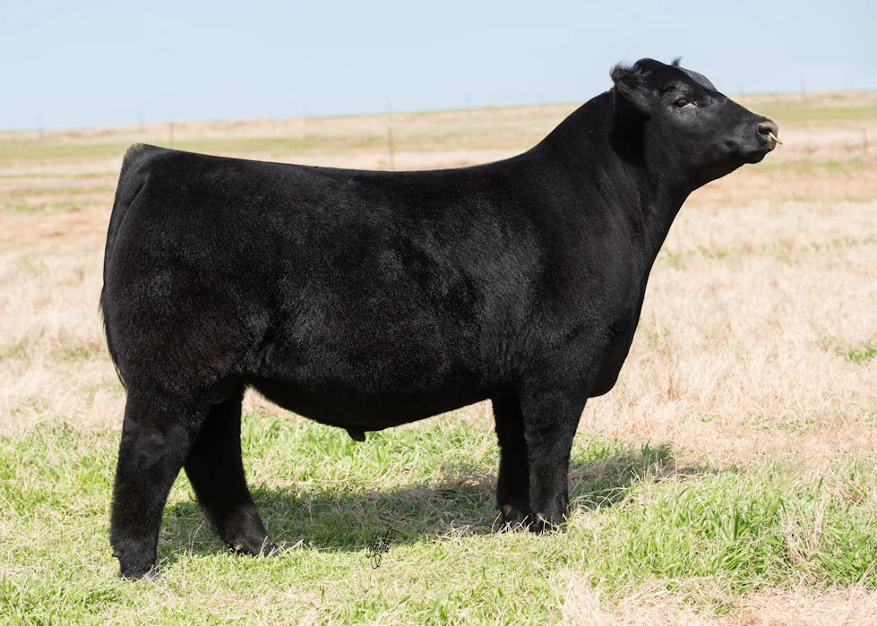 DAJS AH The Illusionist 438 Bull Semen * Genesource