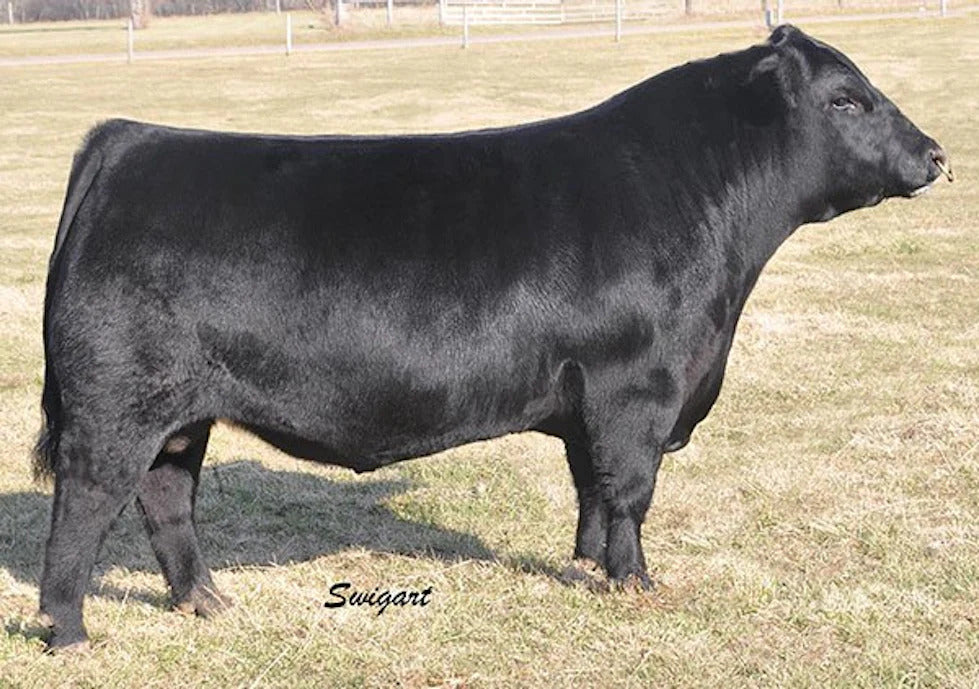 Dameron Second Chance Bull Semen * Genesource