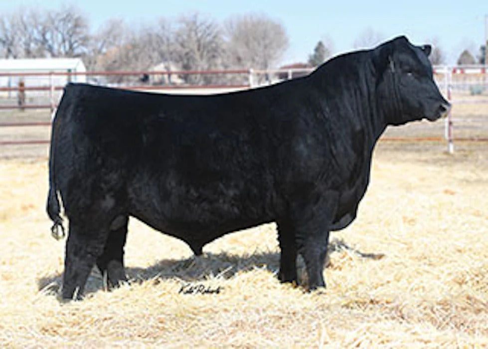 DB Iconic G95 Bull Semen * Genesource