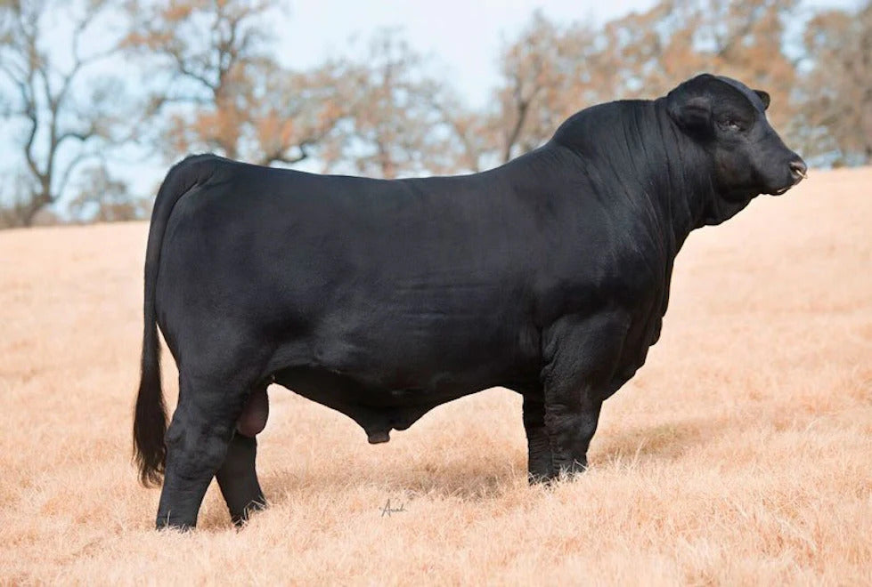 Diamond K’s Young Gun 157D17