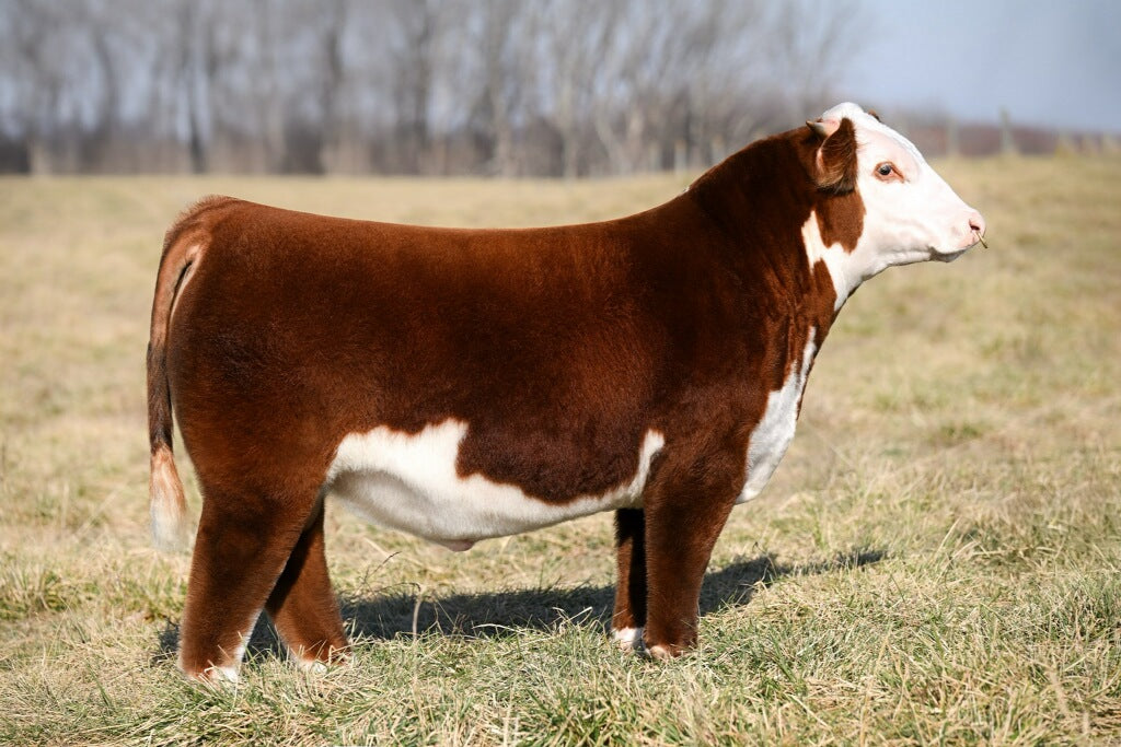 Silo H18 Brandston 2404 ET Bull Semen - Genesource
