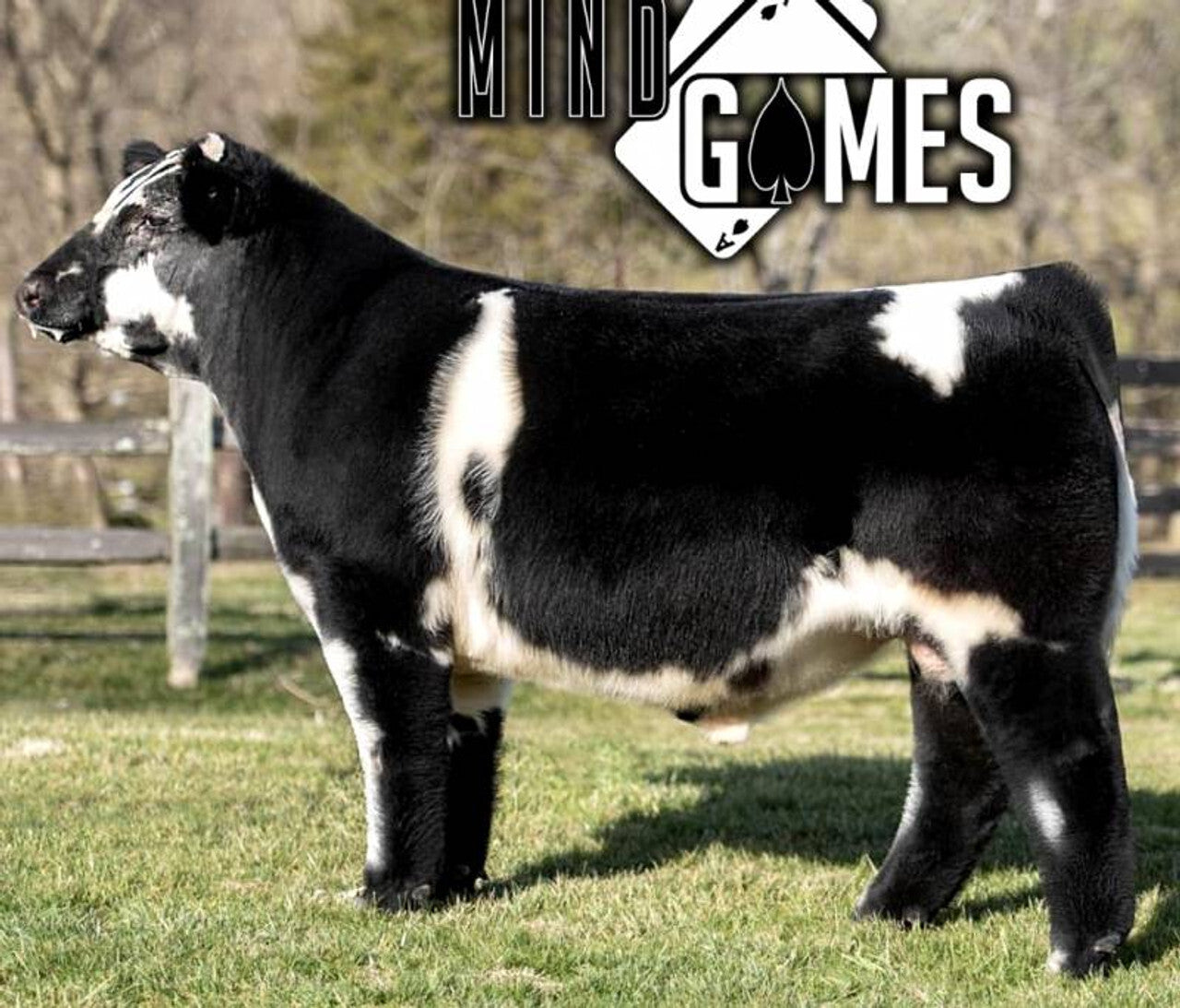 AHSC Mind Games Bull Semen * Genesource