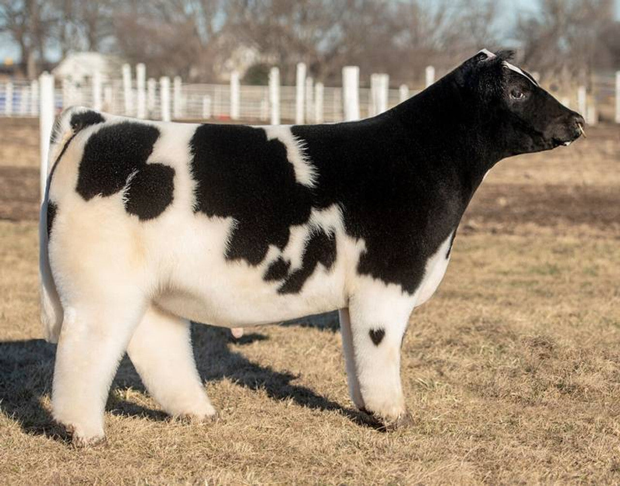 Beast Mode Bull Semen * Genesource