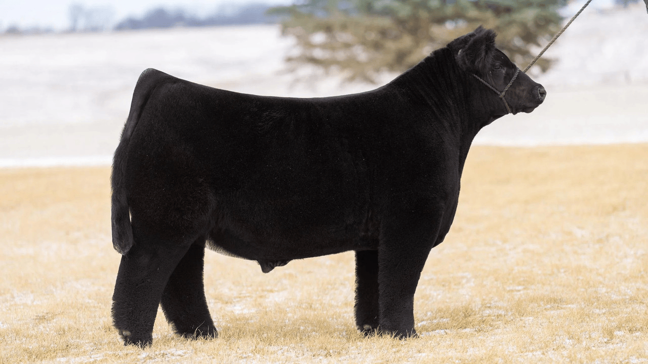 Call My Bluff Bull Semen * Genesource