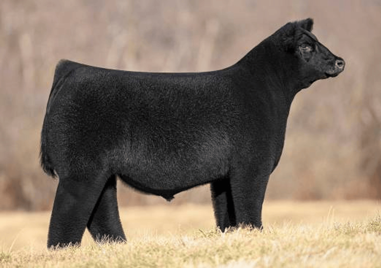 Chosen 1 Bull Semen * Genesource