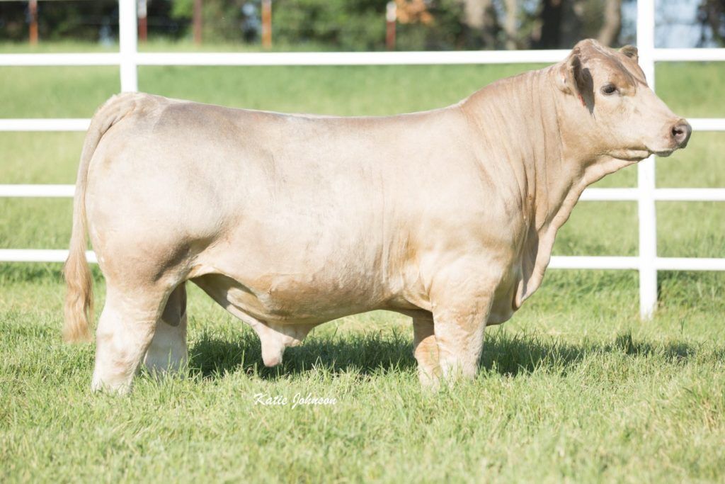 American Business 1203 Bull Semen * Genesource